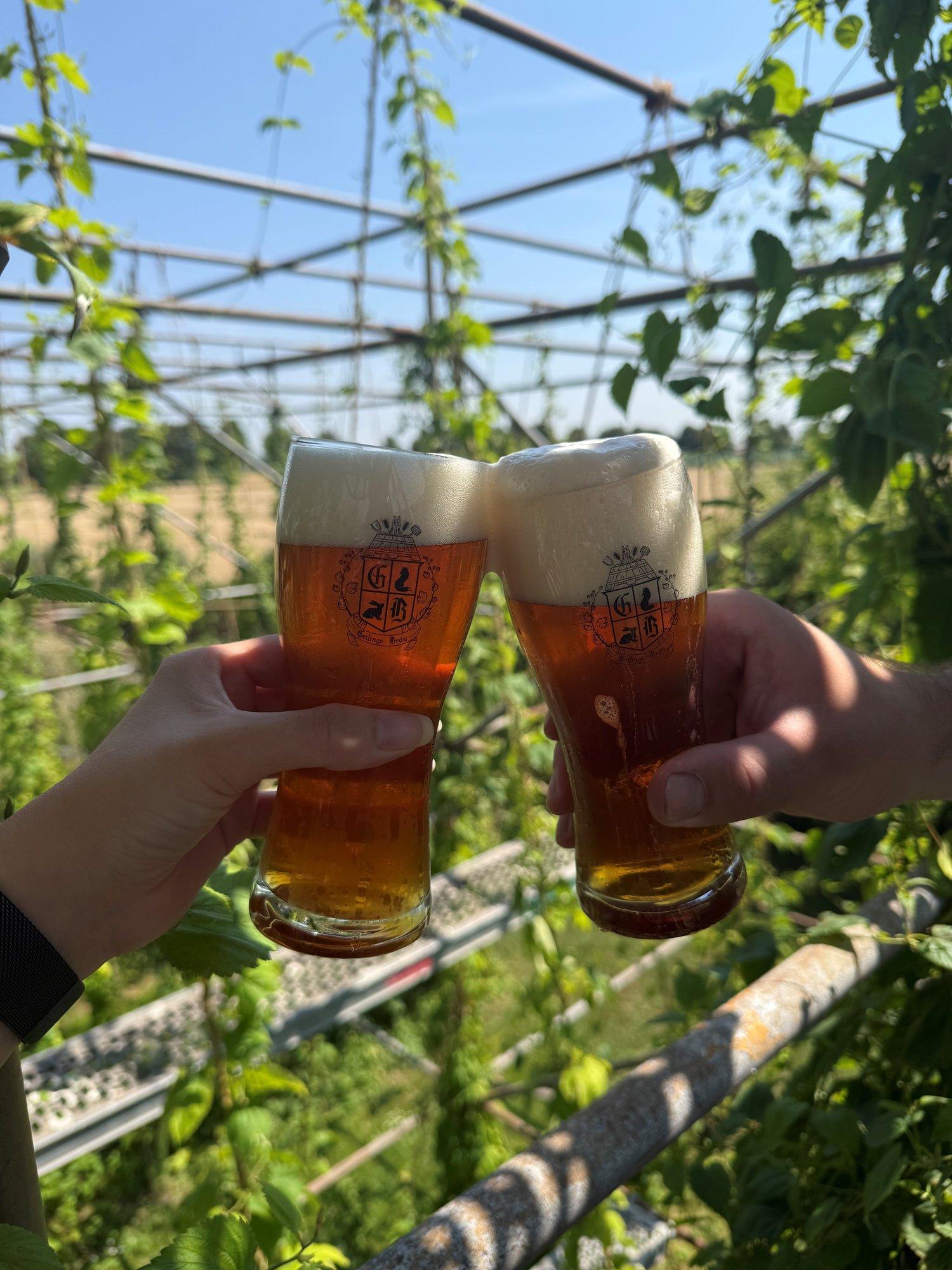 Zwei Gläser Geilings Bräu stoßen im Hopfengarten des Geilings Hofs an